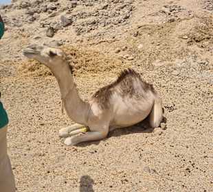 Jeep Safari Makadi Bay