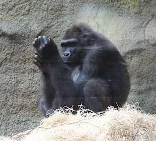 Zoo