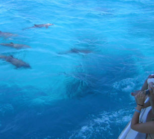 Delfinschwarm direkt am Boot