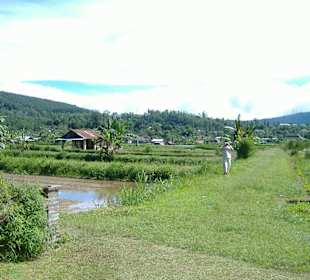 Reisfelder am Lake Bratan