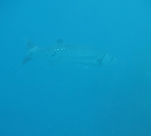Barakuda