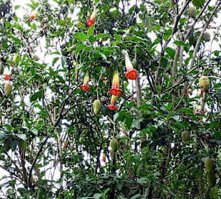 Rundweg „La Isla“ Path