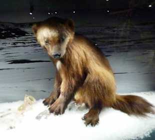 Ausstellung Fjellfras