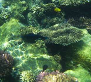 Riff zum Schnorcheln