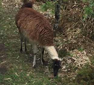 Machu Picchu - lama