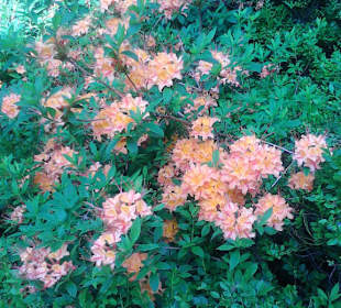Rhododendron- Pfad