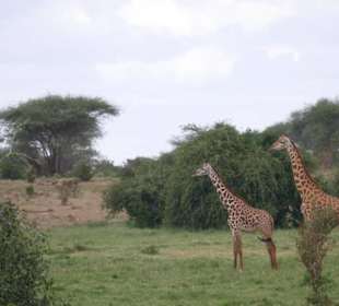 Haben viele Giraffen gesehen 