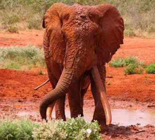 Tsavo Ost