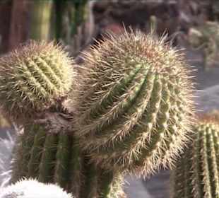 Jardín de Cactus