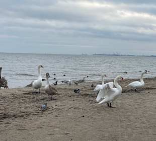 Strand Zoppot/Sopot