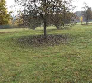 Jungviehweide