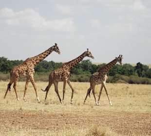 Masai Mara Game Drive