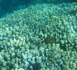 Große Koralle mit Anemone und Nemo