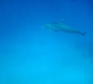 Beim Tauchen gesehen