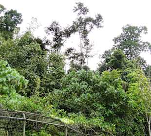 Poring Hot Springs - Schmetterlingsgarten