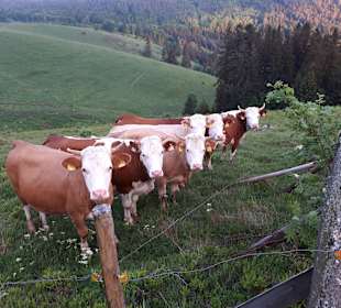 Wandern Todtnau