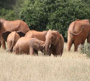 Eindrücke im Tsavo Ost; Elefanten