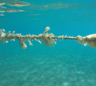 Schnorcheln Abu Soma