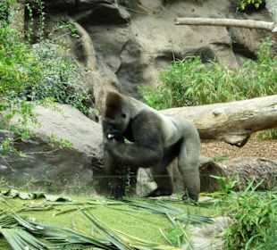 Gorilla beim „Mittag essen“