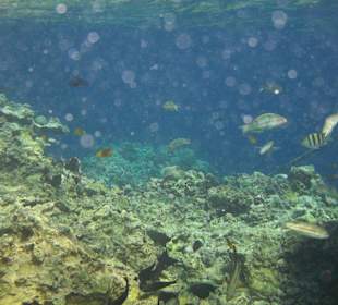 Unterwasserwelt am hauseigenen Riff