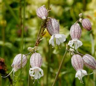 Wiensenblumen