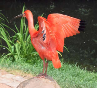 Ich werde so schnell "Rot"...