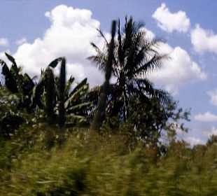 Vegetation unterwegs