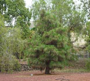 Die Pyramiden von Güimar