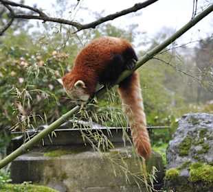 Zoo Dortmund