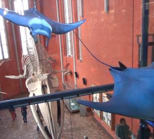 Meeresmuseum Stralsund