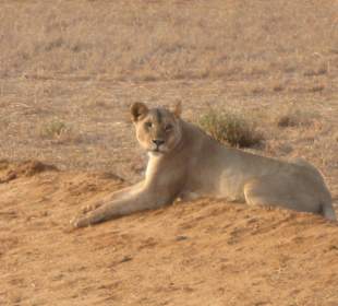 Safari King of the Lion