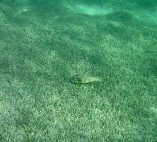 Kugel- / Drachenfisch im Innenriff