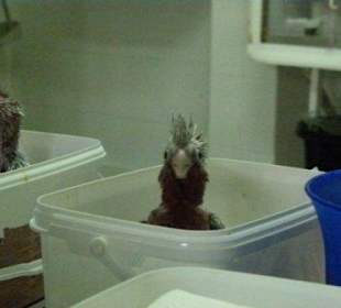 Ich will groß und stark werden