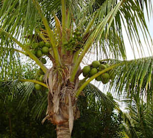 Wie im Märchen Kokosnüsse