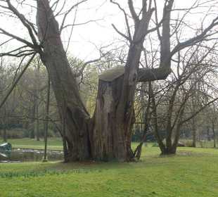 Naturdenkmal im Schlosspark