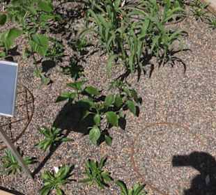 Botanischer Garten der Universität Zürich