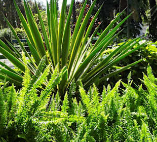 Impressionen aus dem Stadtpark von Funchal