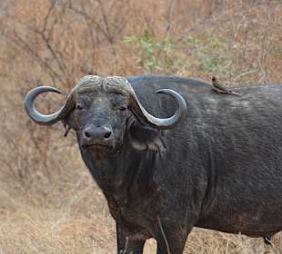 Büffel