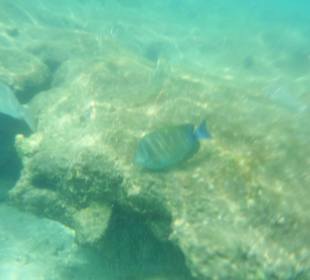 Риф недалеко от берега