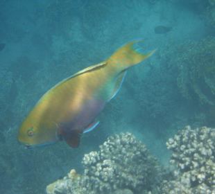 Hausriff Arabia Azur Resort