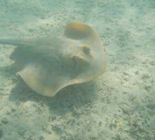 Hotel Prima Life Makadi Bay