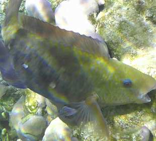 Schnorcheln Marsa Alam