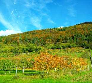 Obstbäume und Waldgebiete
