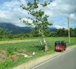 Elefantenreiten Sigiriya