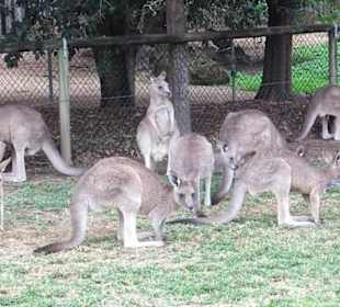 Zoobesuch bei Brisbane