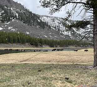 Yellowstone Nationalpark