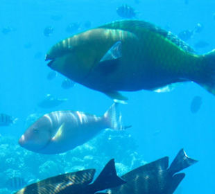 Papugoryba