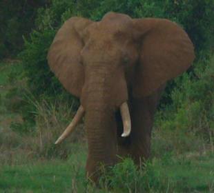 Elefant im Tsavo Ost