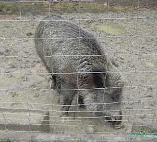 Wildschwein