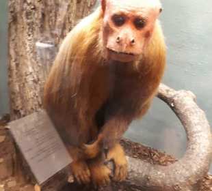 Naturhistoriska Museum